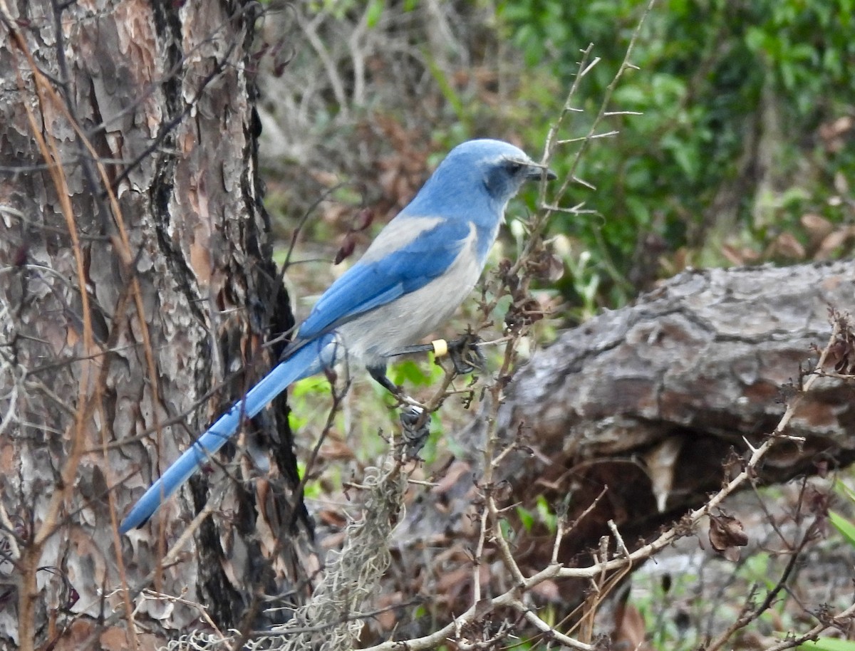 Florida Scrub-Jay - ML643257449