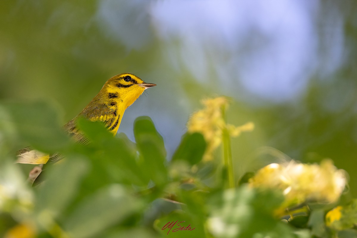 Prairie Warbler - ML643257454