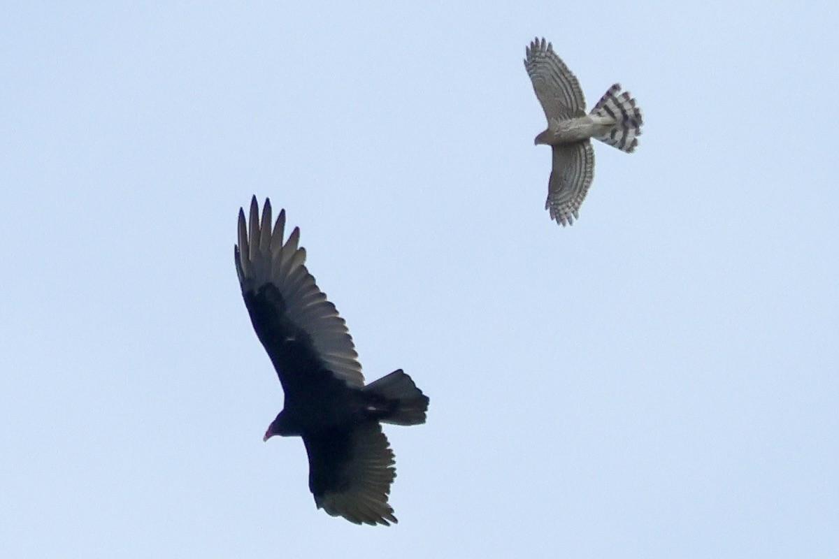 Turkey Vulture - ML643257459