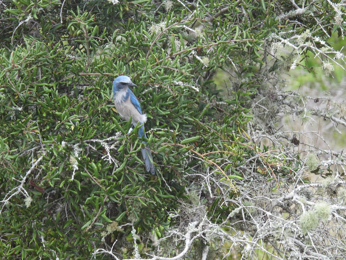 Florida Scrub-Jay - ML643257464