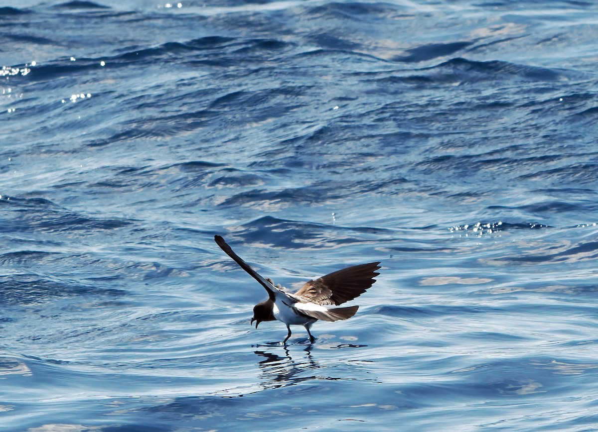 White-bellied Storm-Petrel - ML643257468