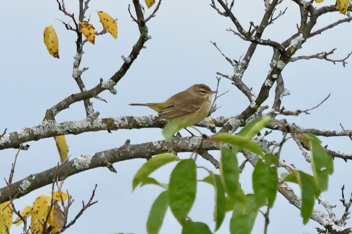 Palm Warbler - ML643257471