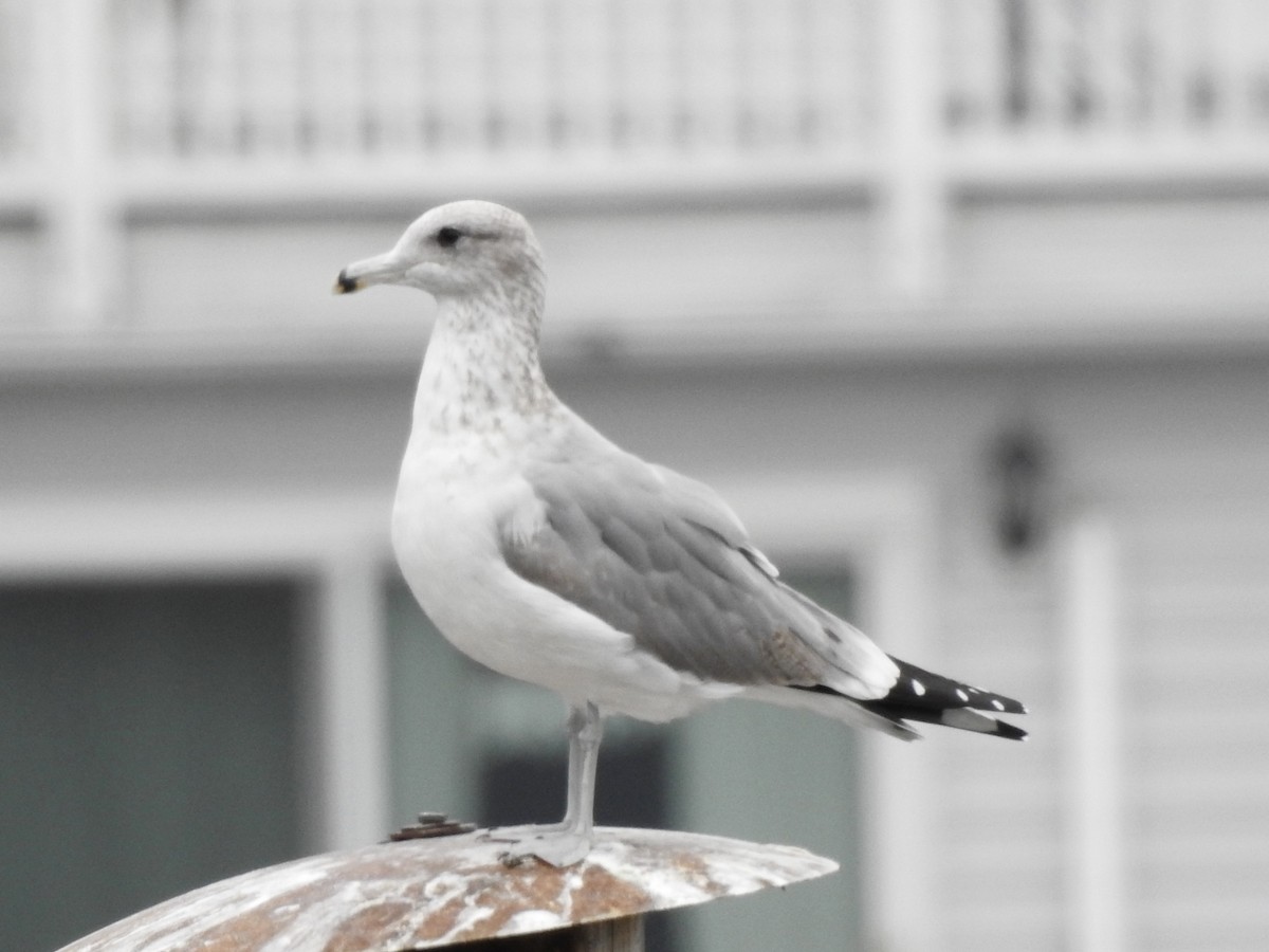 California Gull - ML643257479