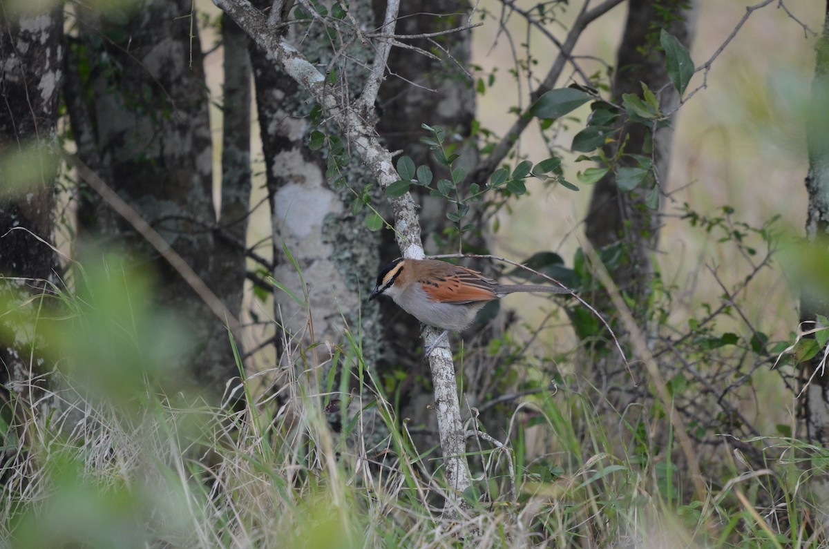 Black-crowned Tchagra - ML643257482