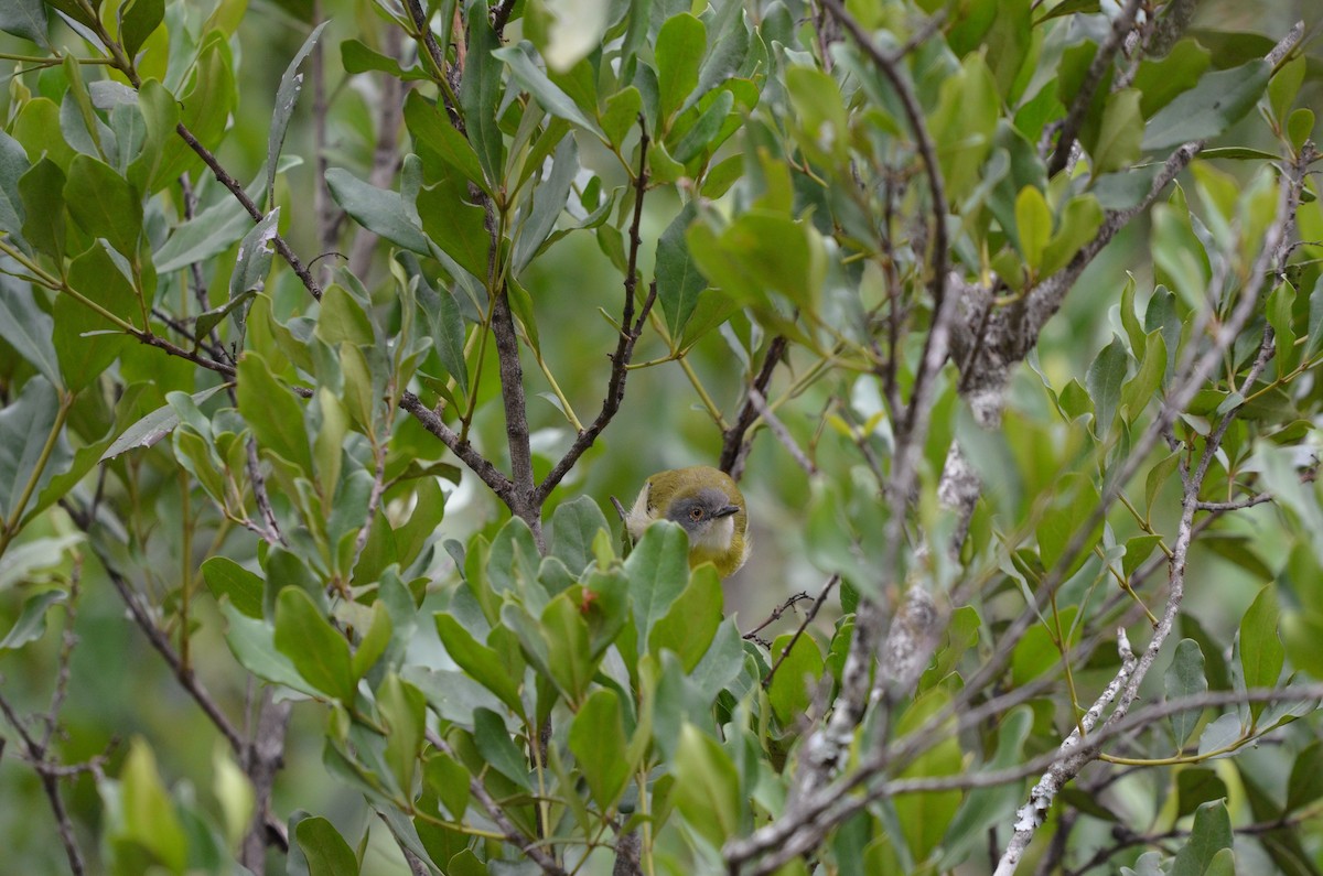 Yellow-breasted Apalis - ML643257484