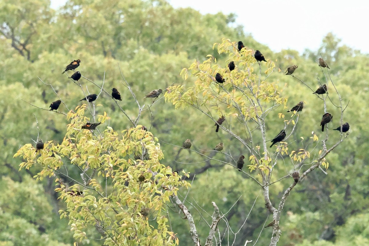 Red-winged Blackbird - ML643257485