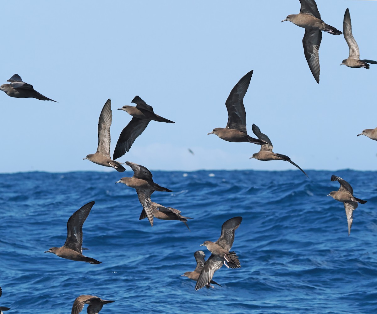 Wedge-tailed Shearwater - ML643257500