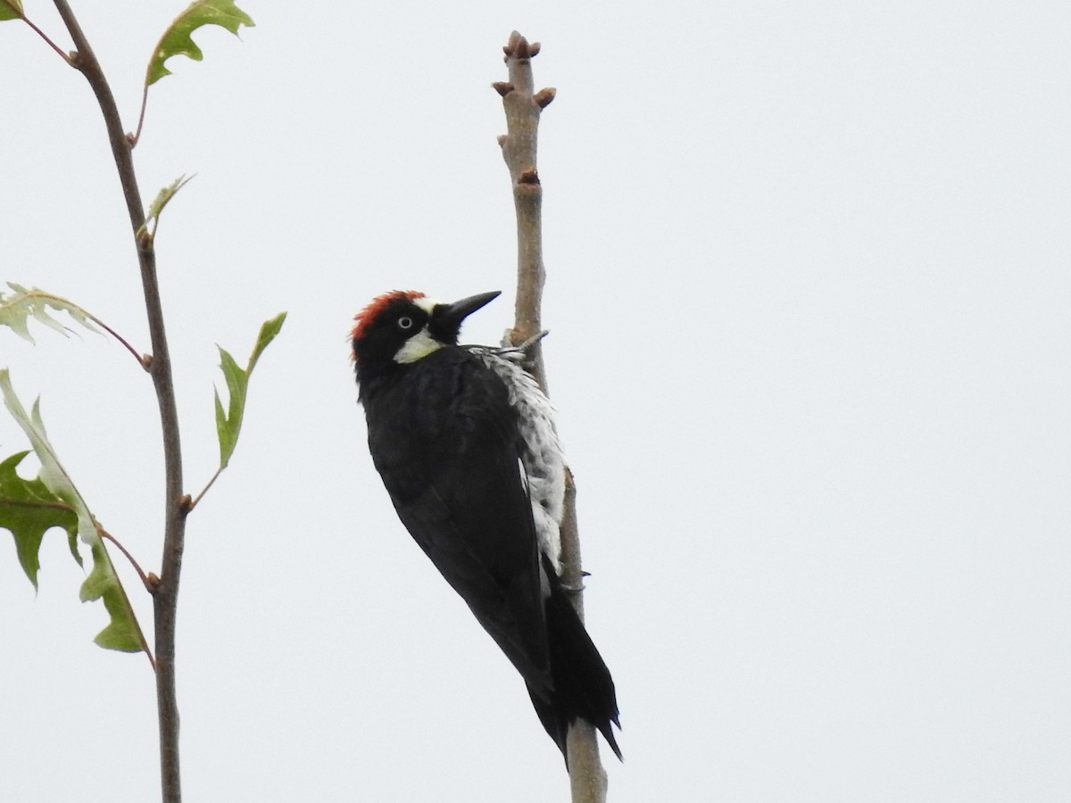 Acorn Woodpecker - ML643257501