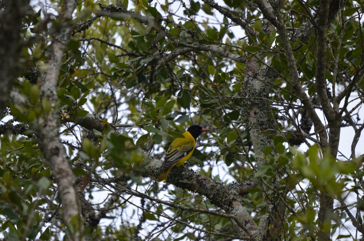 African Black-headed Oriole - ML643257504
