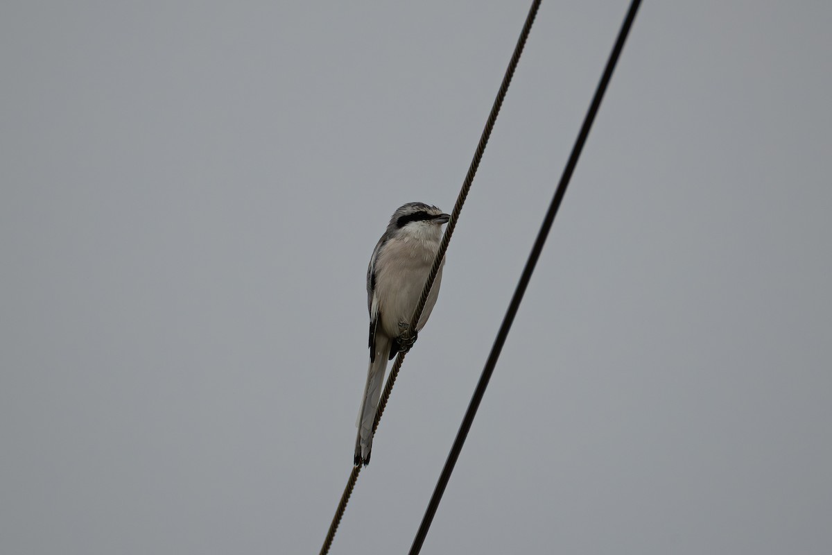 Chinese Gray Shrike - ML643257510