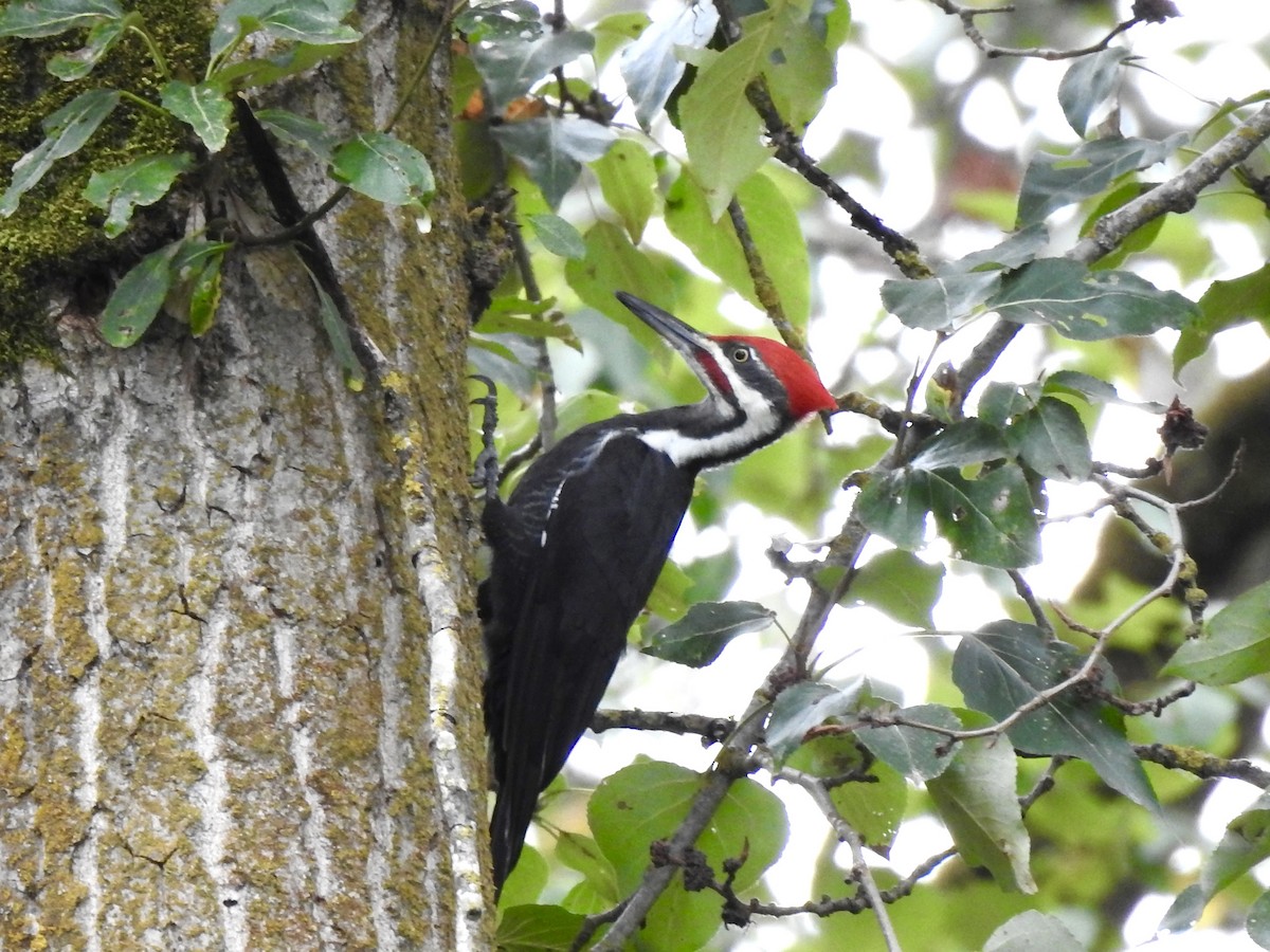 Pileated Woodpecker - ML643257513