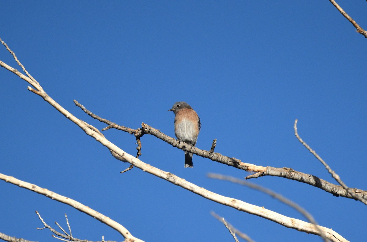 Western Bluebird - ML643257514