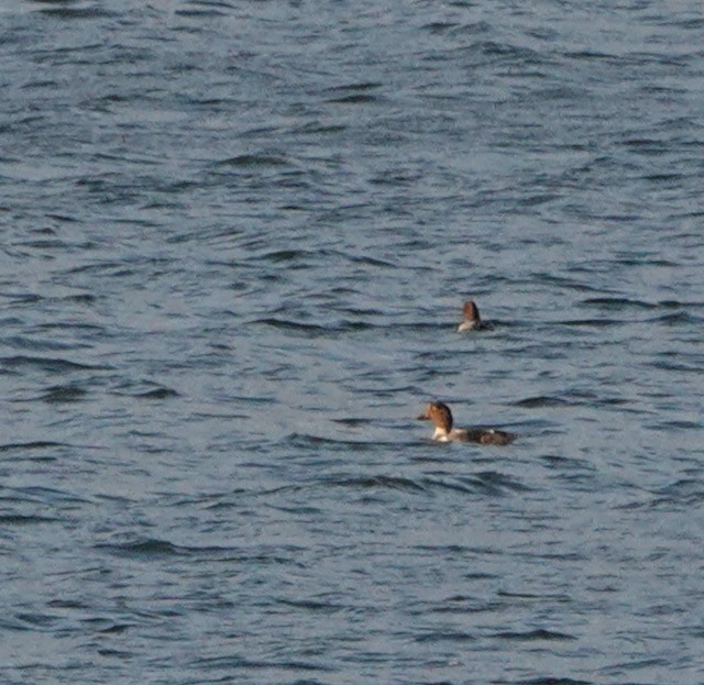 Common Goldeneye - ML643257517