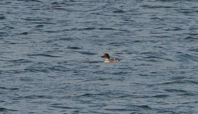 Common Goldeneye - ML643257518