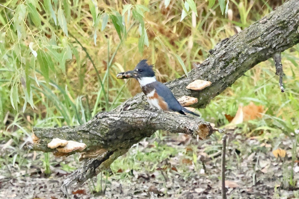 Belted Kingfisher - ML643257541