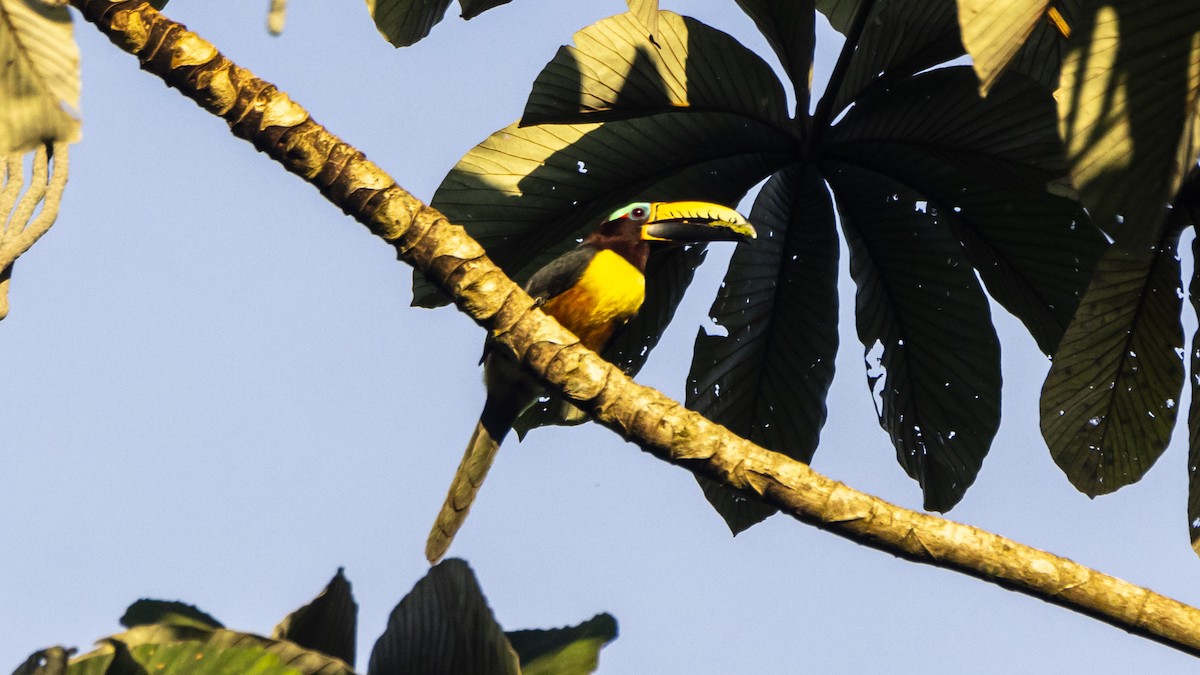 Lettered Aracari - ML643257553