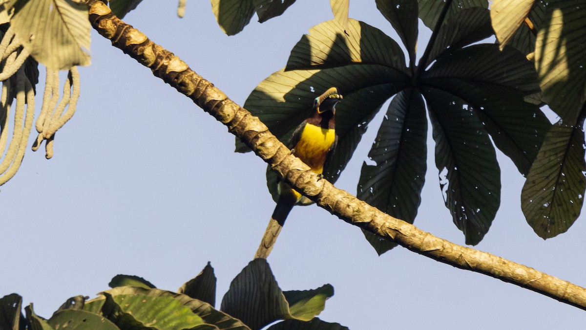 Lettered Aracari - ML643257554