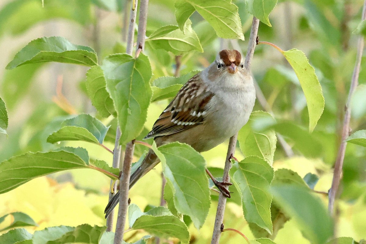 White-crowned Sparrow - ML643257560