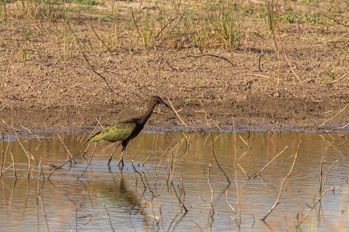 White-faced Ibis - ML643257561
