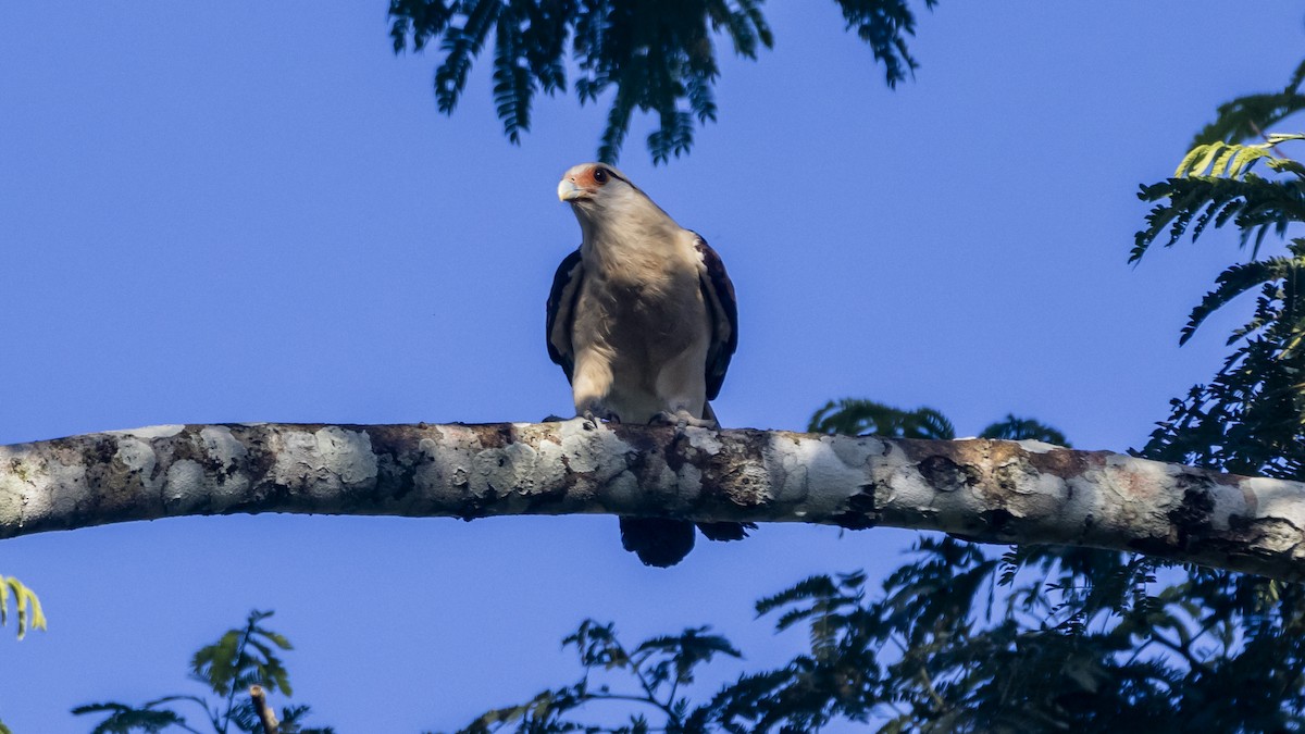 Yellow-headed Caracara - ML643257563