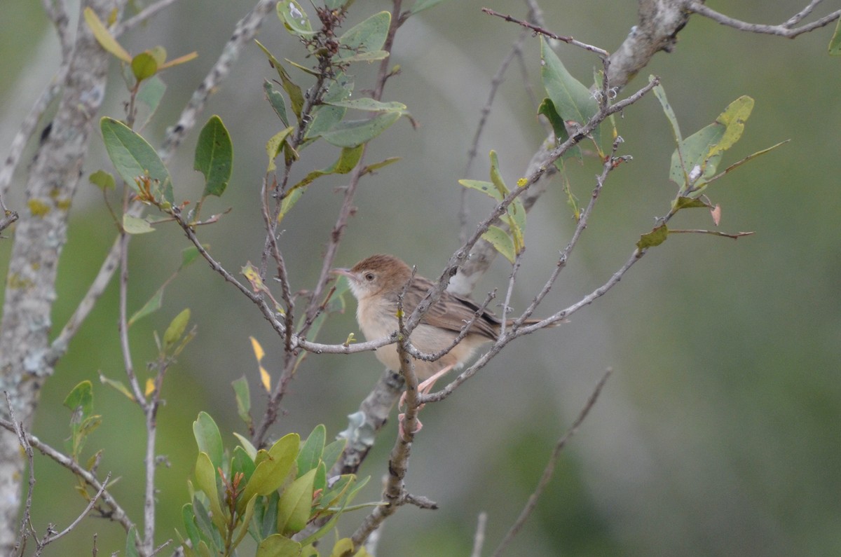 Rattling Cisticola - ML643257572