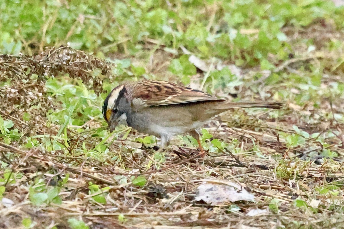 White-throated Sparrow - ML643257584