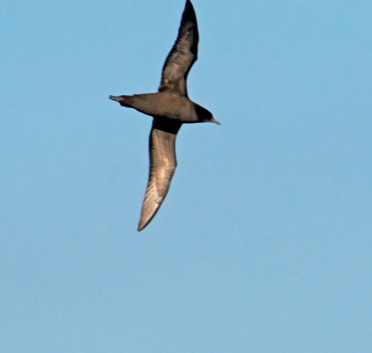 Short-tailed Shearwater - ML643257593