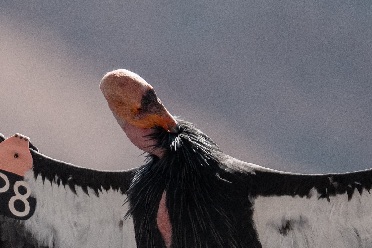 California Condor - ML643257595