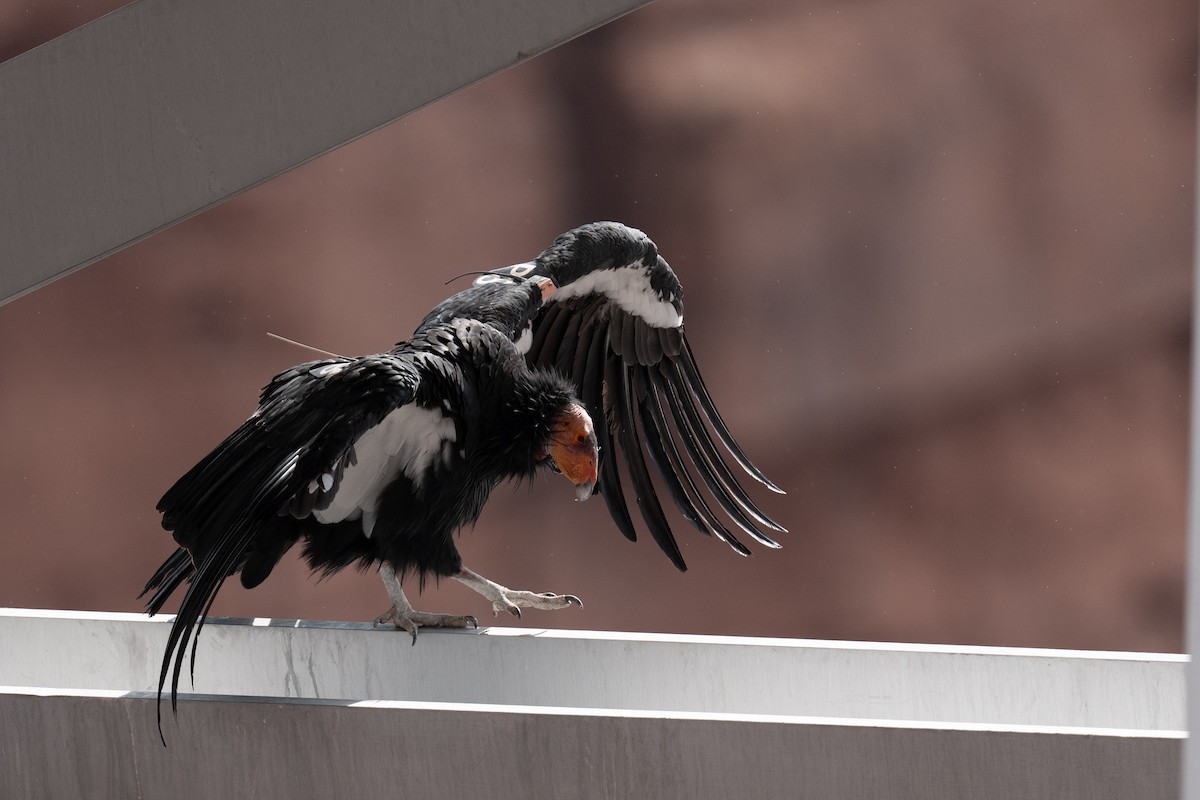 California Condor - ML643257596