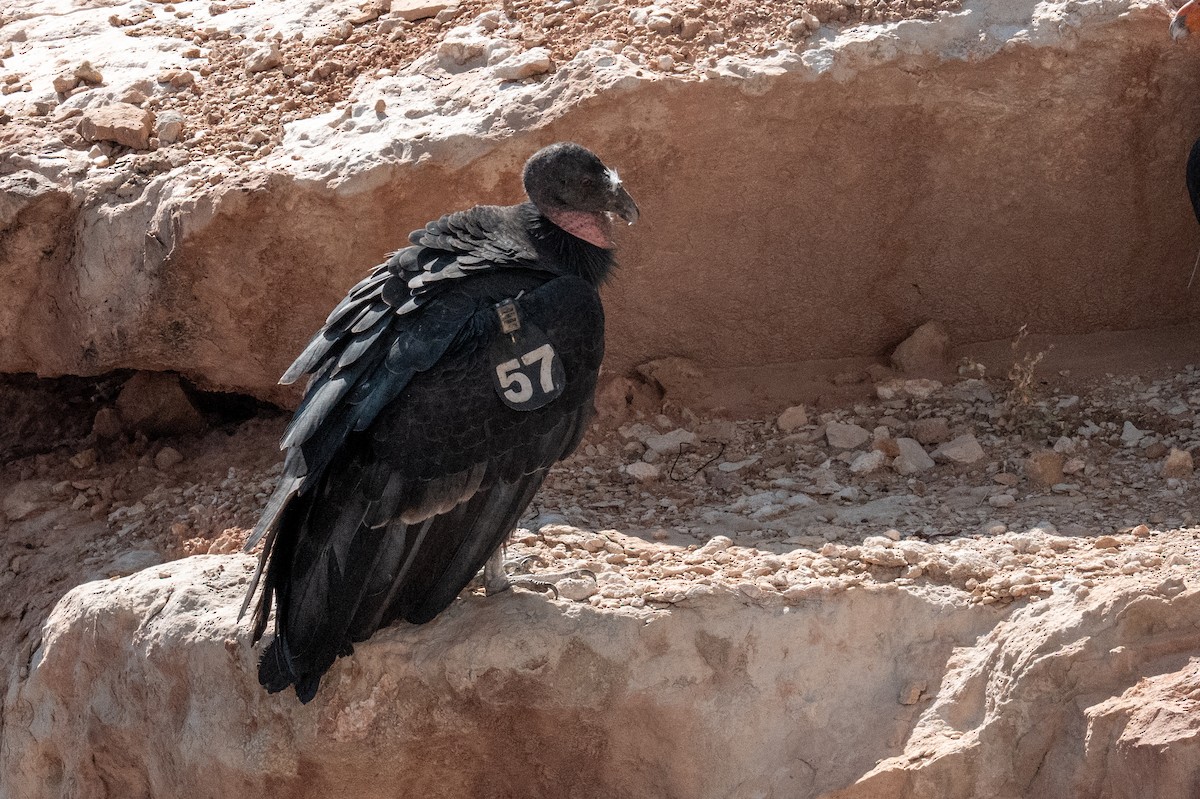 California Condor - ML643257597