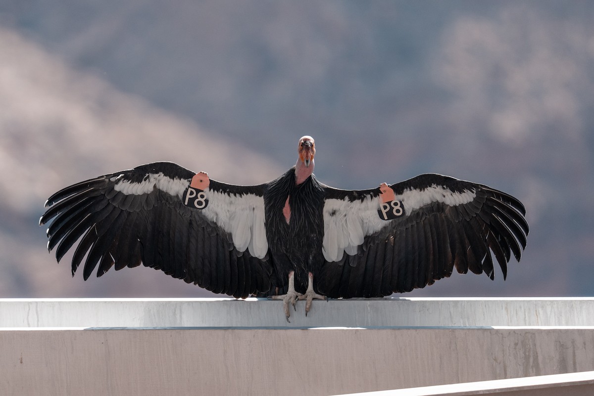 California Condor - ML643257598