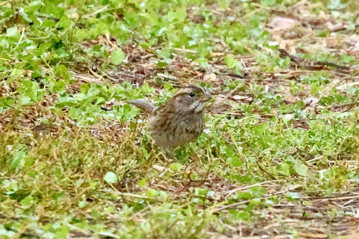 White-throated Sparrow - ML643257599