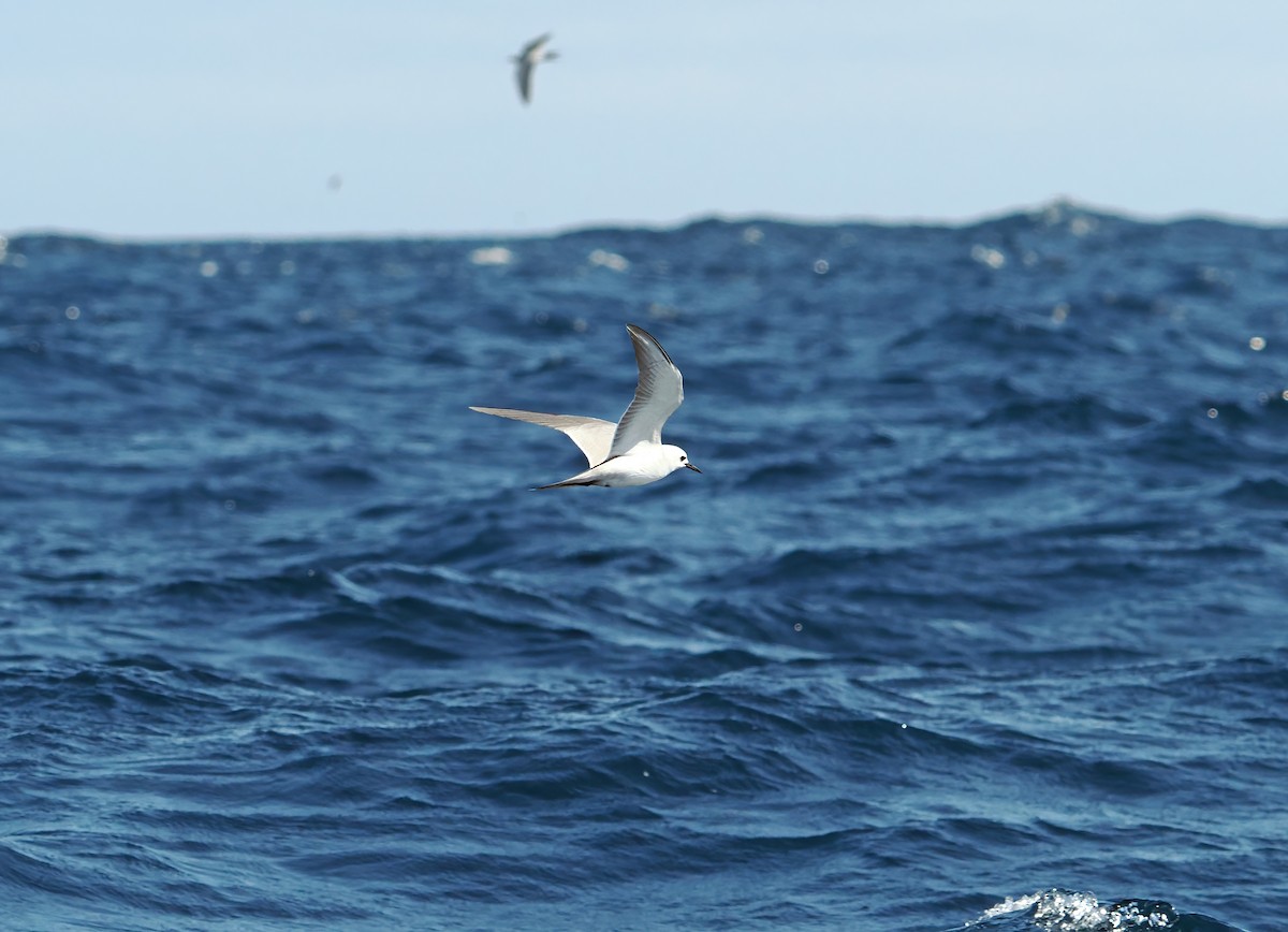 Gray Noddy - ML643257610