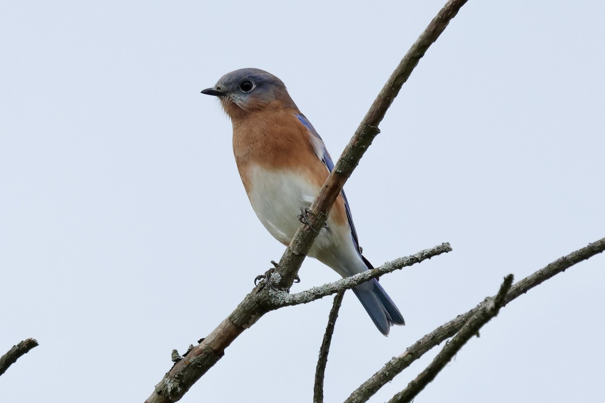 Eastern Bluebird - ML643257618
