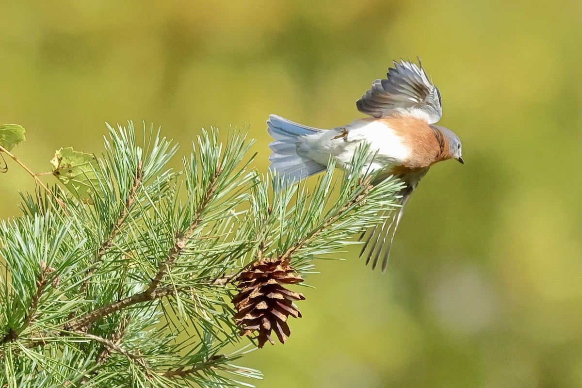 Eastern Bluebird - ML643257622