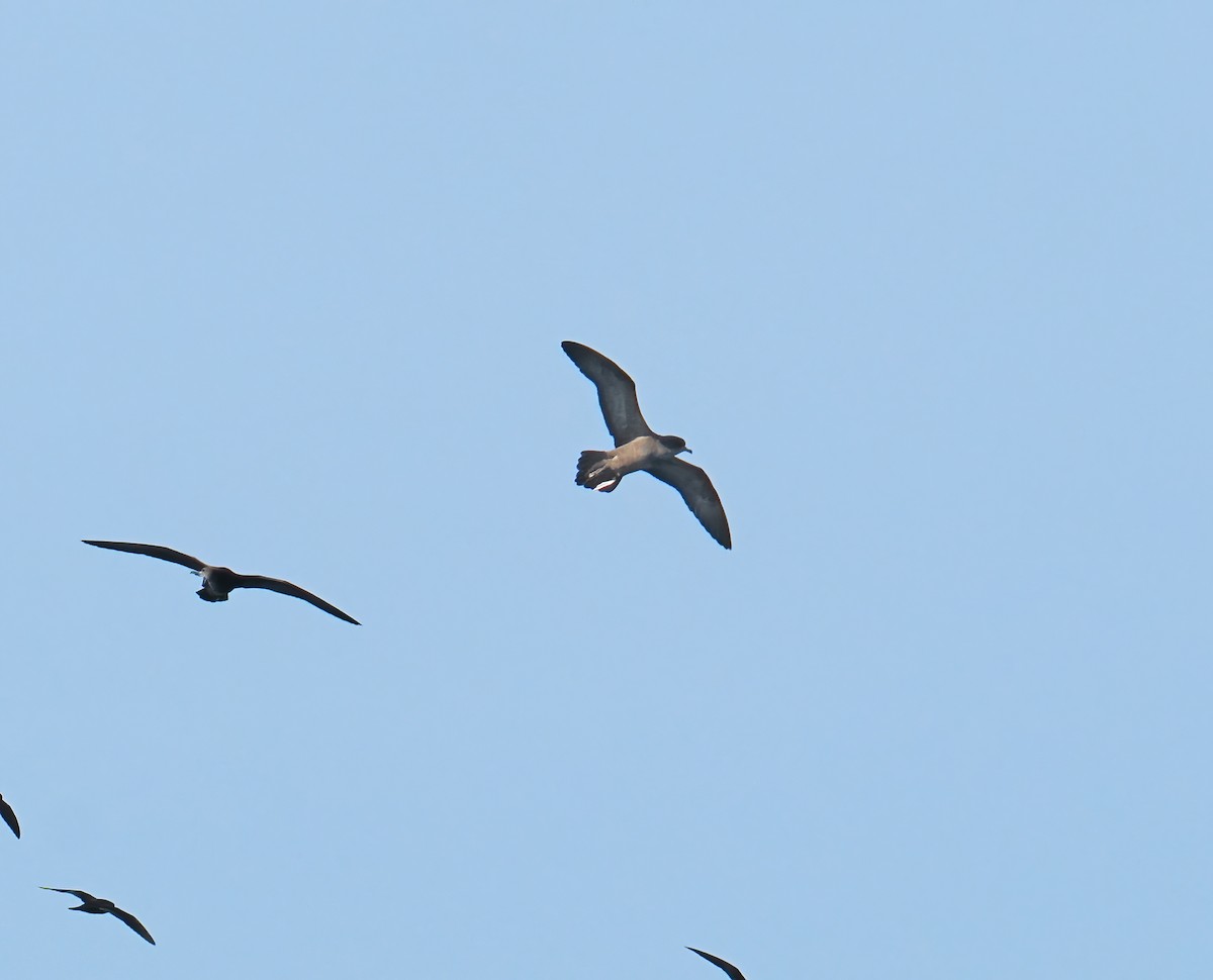 Wedge-tailed Shearwater - ML643257632