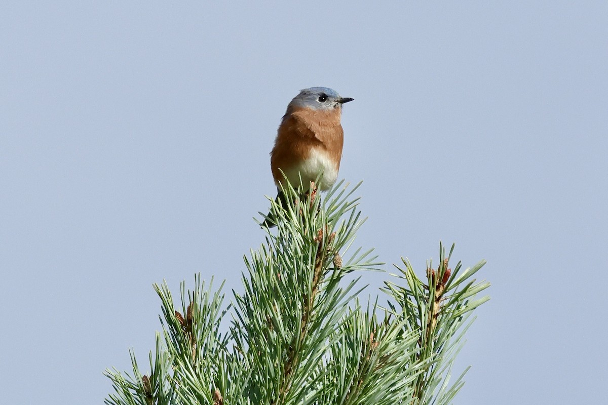 Eastern Bluebird - ML643257633