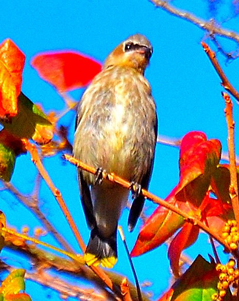 brkoslav americký - ML643257636