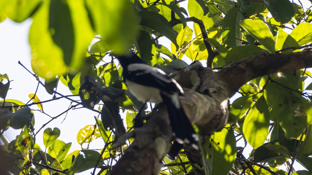 Magpie Tanager - ML643257638