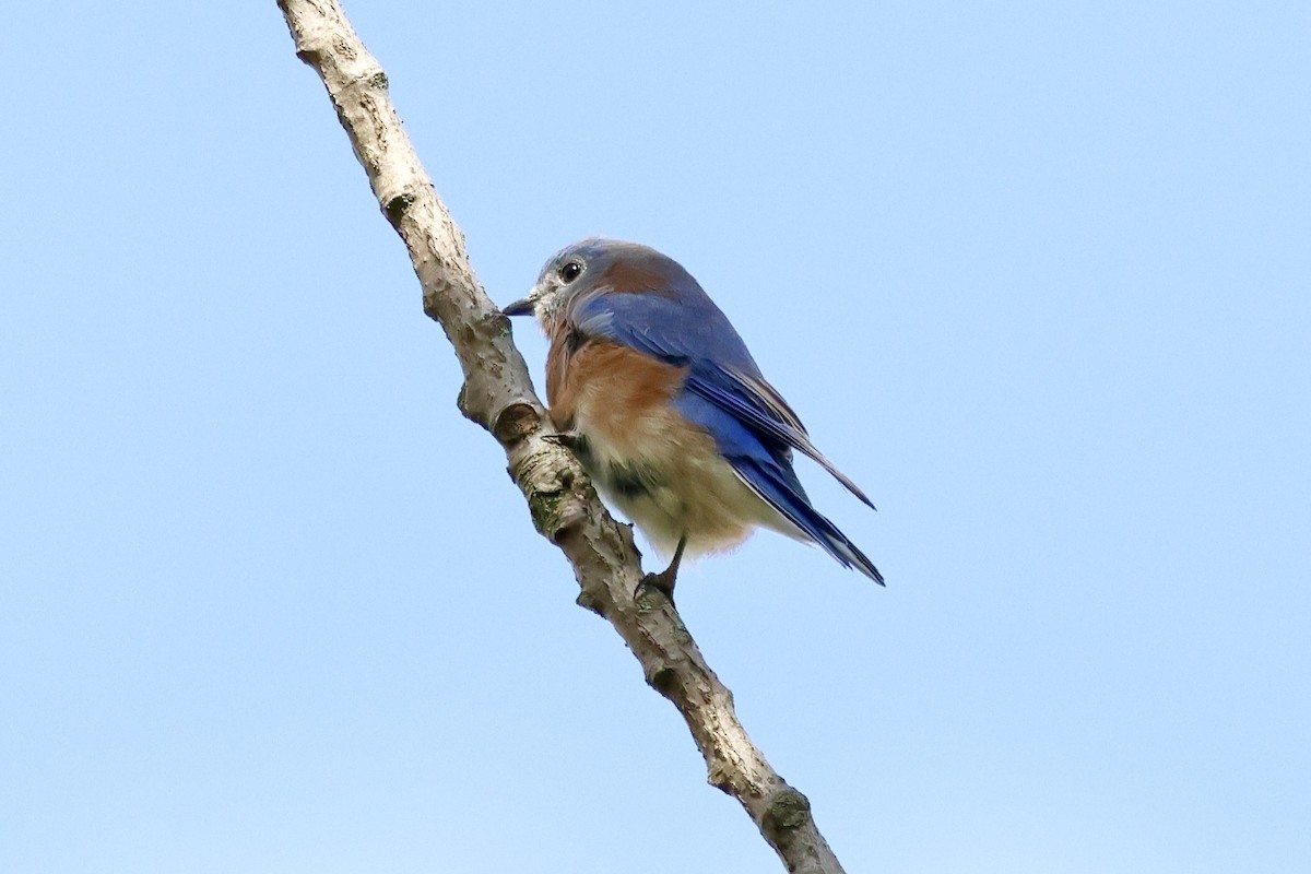 Eastern Bluebird - ML643257639
