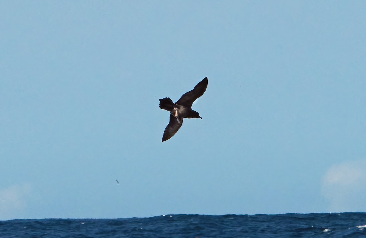 Wedge-tailed Shearwater - ML643257648