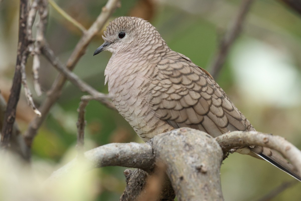 Inca Dove - ML643257676