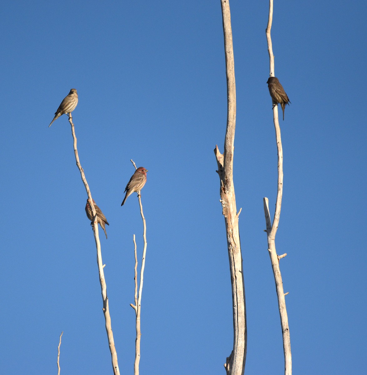 House Finch - ML643257697