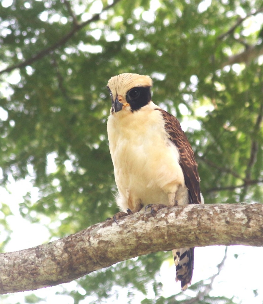 Laughing Falcon - ML643257703