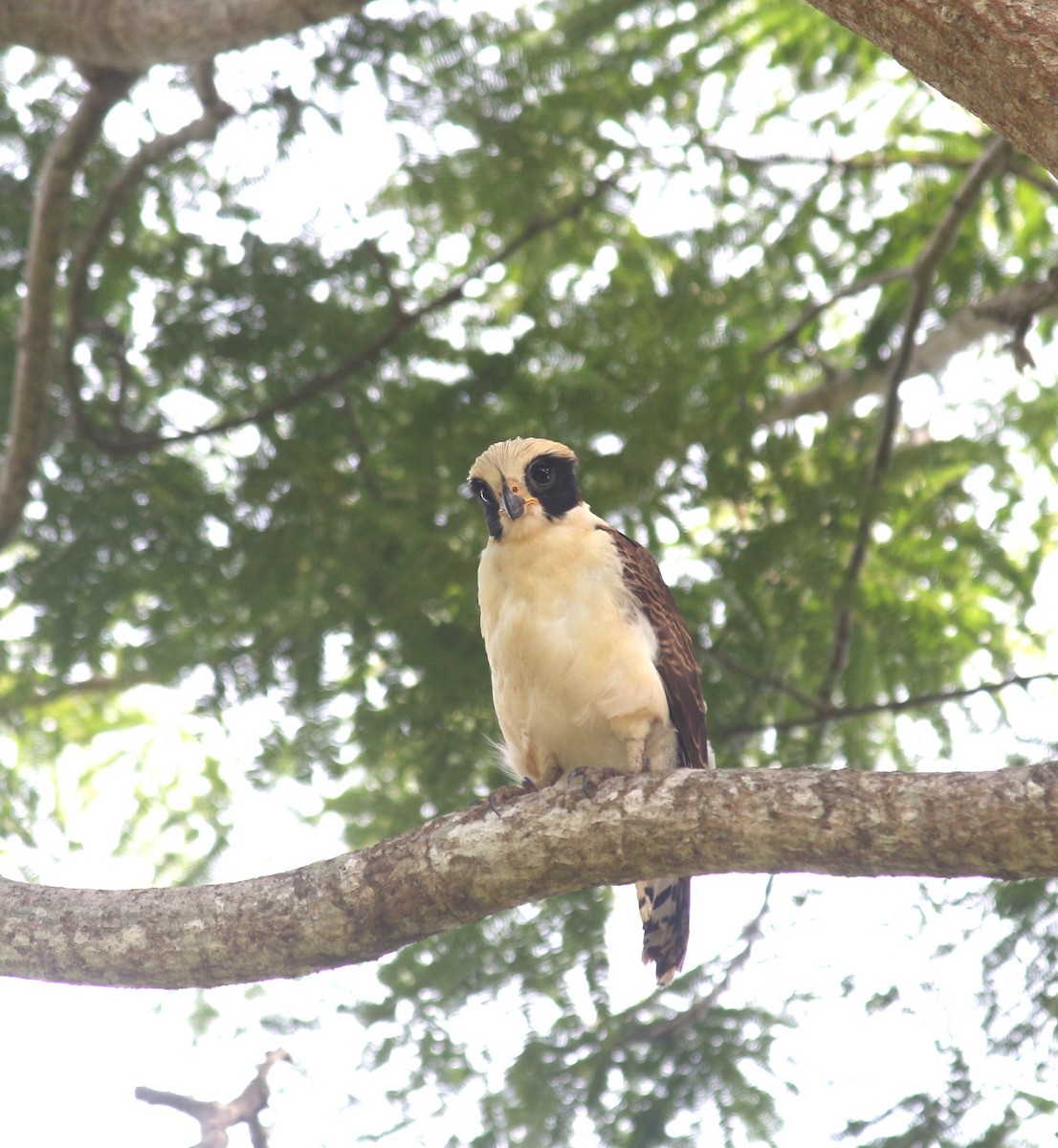 Laughing Falcon - ML643257709
