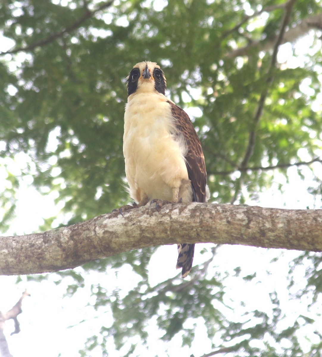 Laughing Falcon - ML643257711