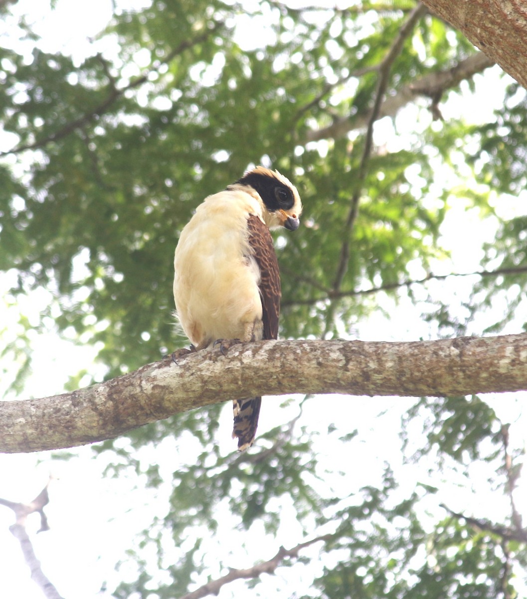 Laughing Falcon - ML643257712