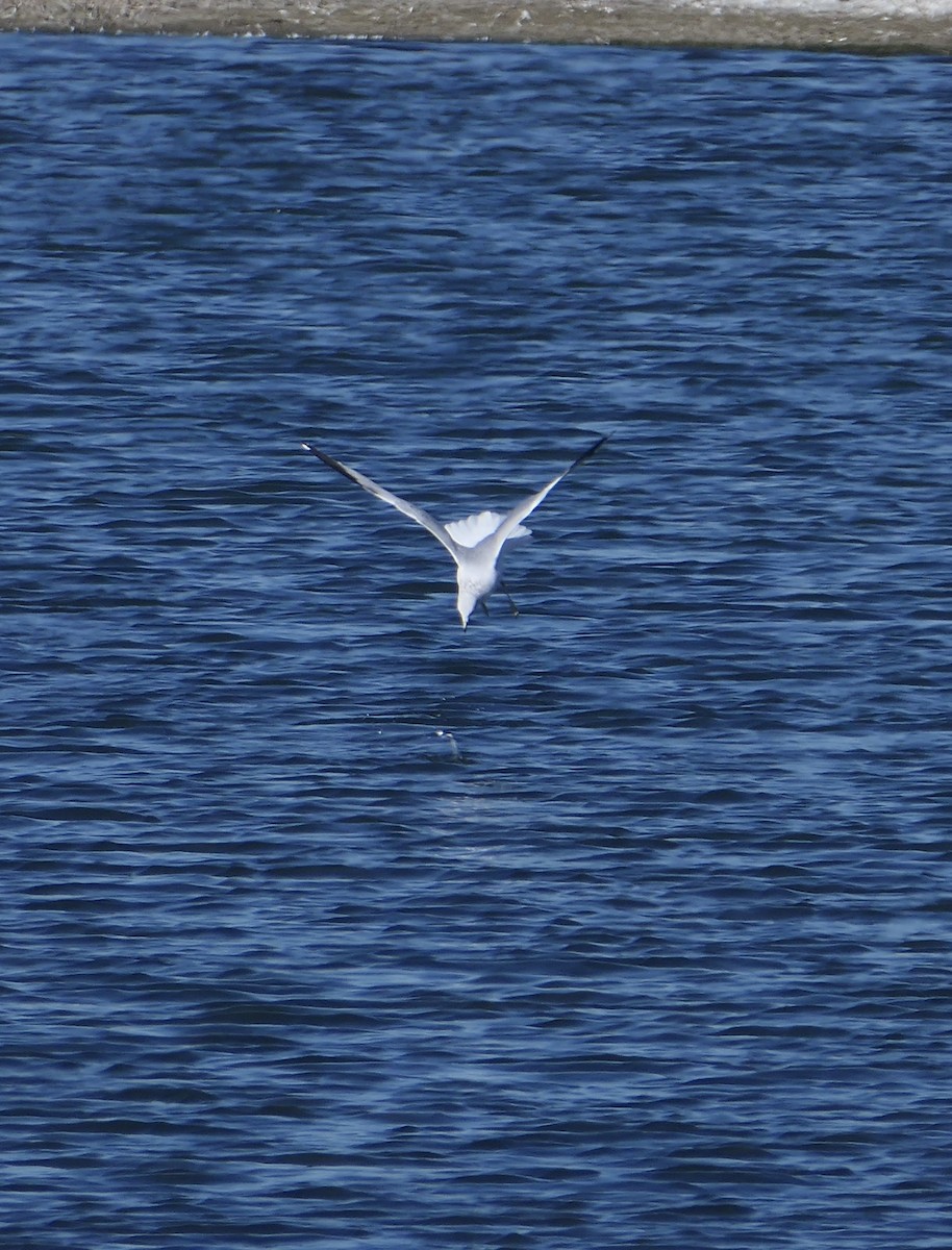 Ring-billed Gull - ML643257726