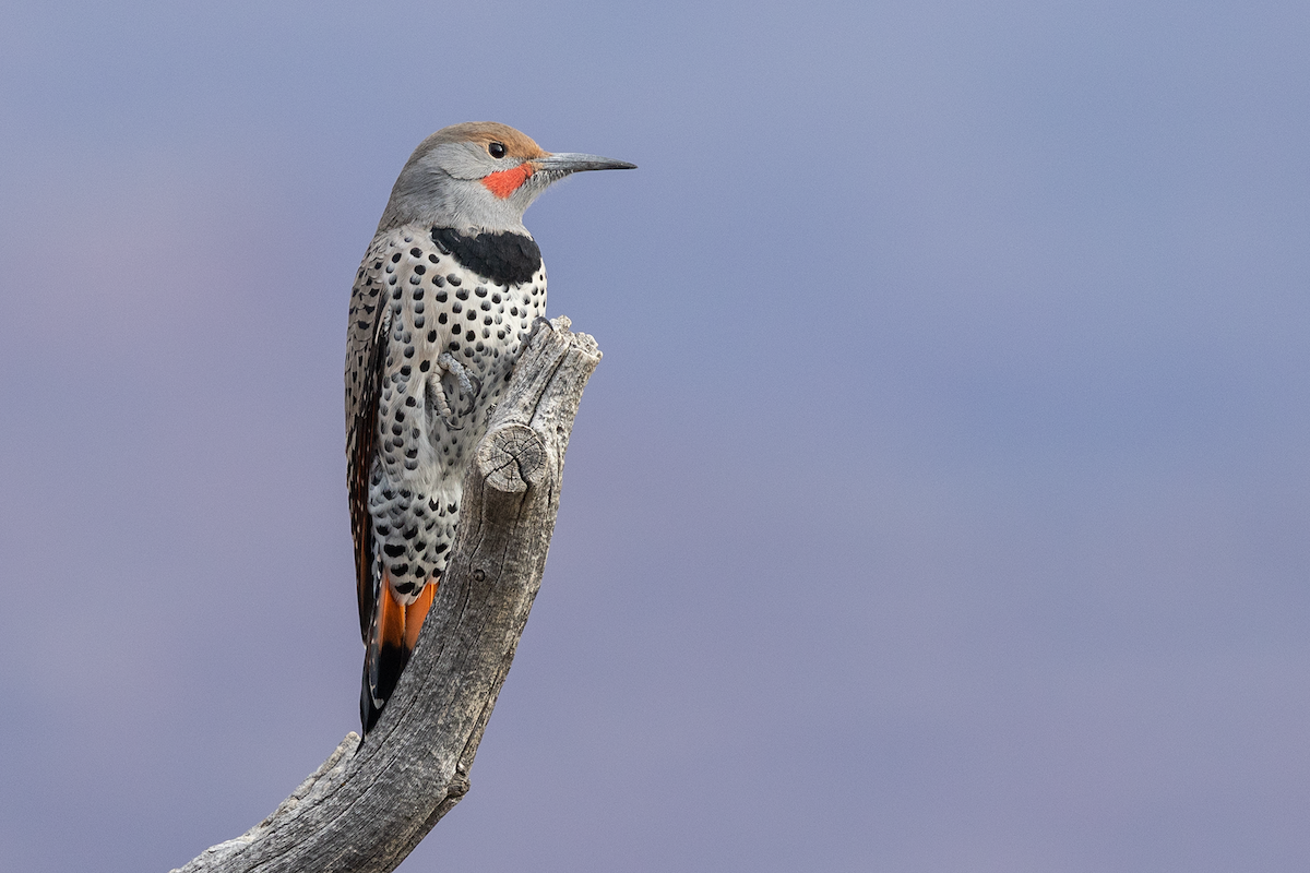 datel zlatý [skupina cafer] - ML643257741