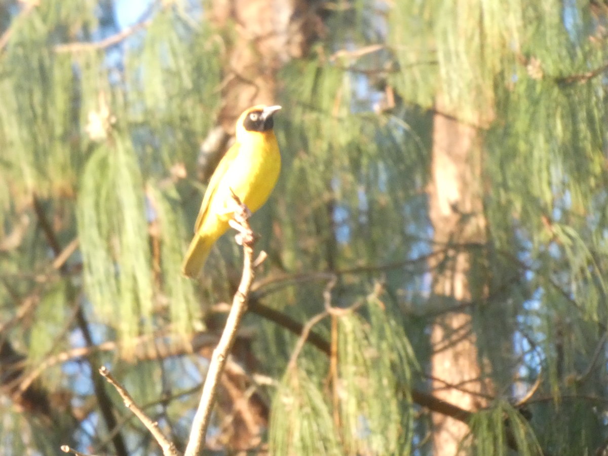Southern Masked-Weaver - ML643257790
